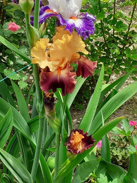  - 0001 - IRIȘI 2023