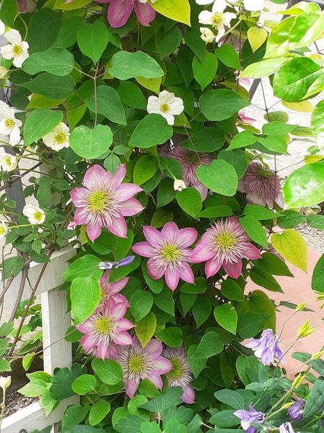 Lângă ea este și clematis Kaiser ❤️ - Clematis Montana Prosperity 2022- 2023