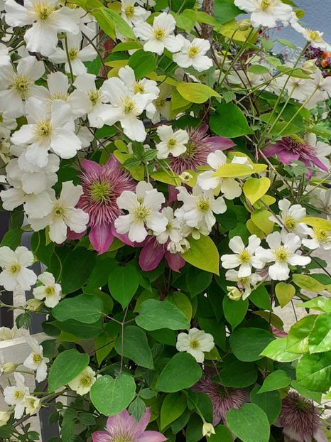  - Clematis Montana Prosperity 2022- 2023