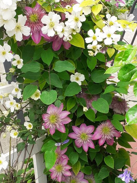  - Clematis Montana Prosperity 2022- 2023