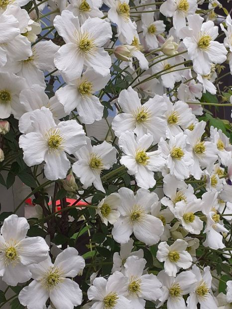  - Clematis Montana Prosperity 2022- 2023