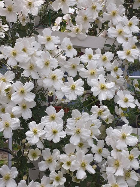  - Clematis Montana Prosperity 2022- 2023