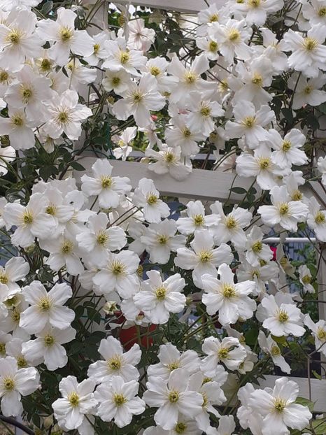  - Clematis Montana Prosperity 2022- 2023