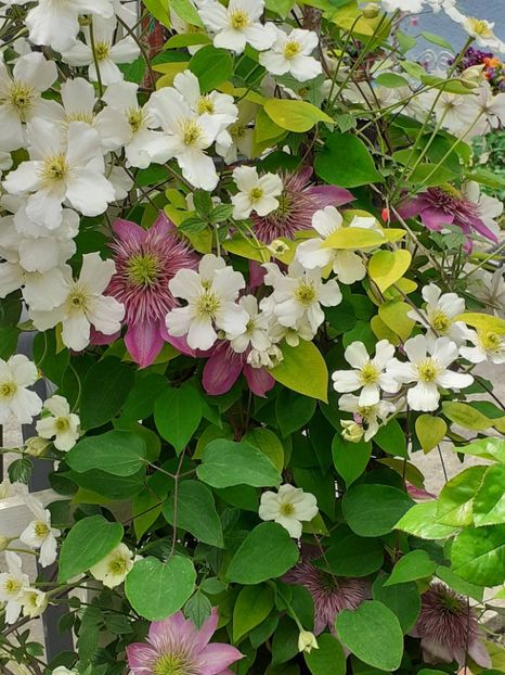  - Clematis Montana Prosperity 2022- 2023