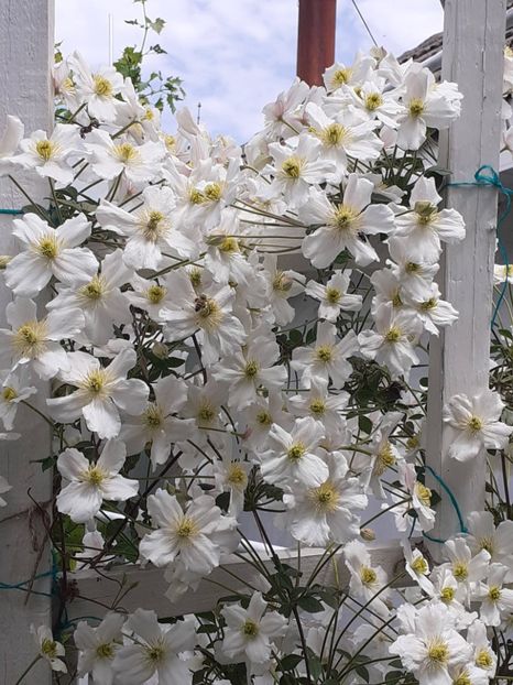  - Clematis Montana Prosperity 2022- 2023