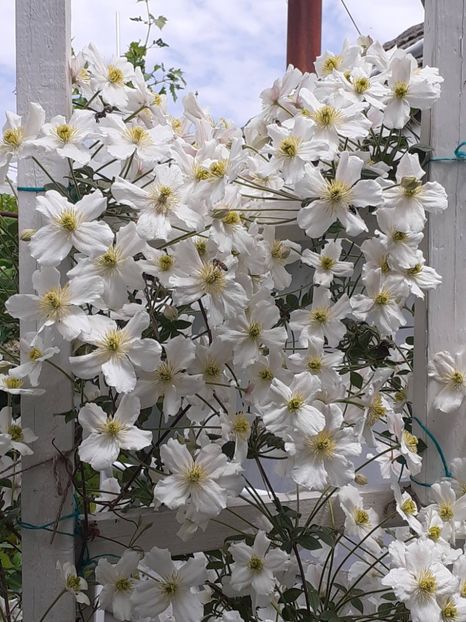  - Clematis Montana Prosperity 2022- 2023