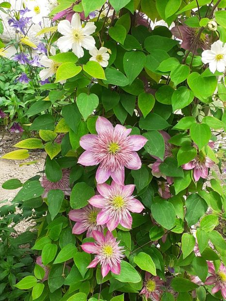  - Clematis Montana Prosperity 2022- 2023