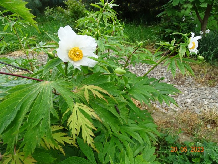 Early Windflower - Irisi si bujori 2023