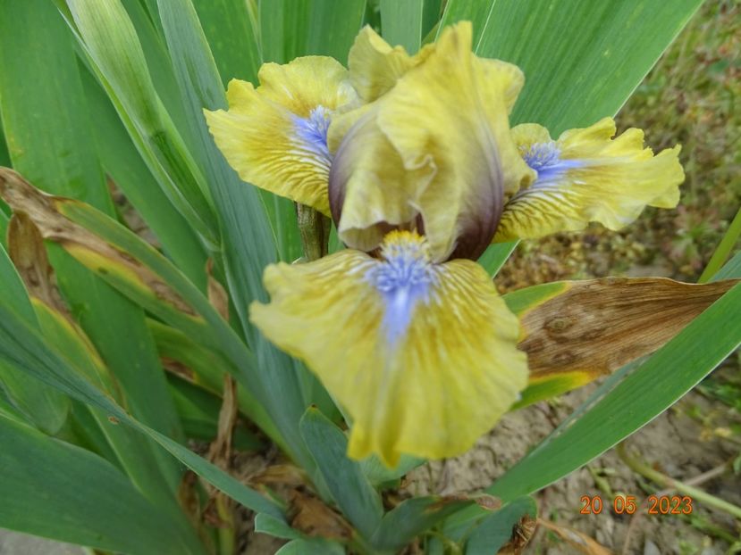 Forest Sound - Irisi si bujori 2023