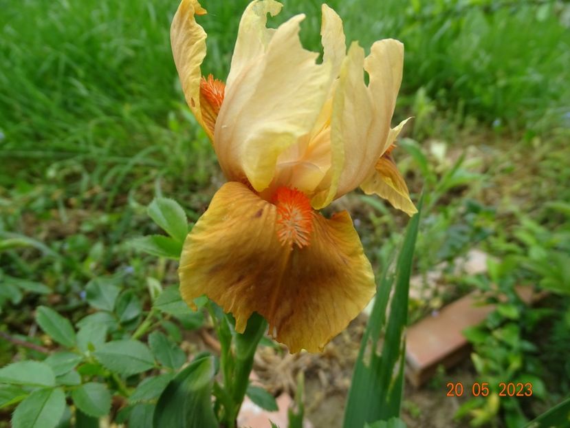Orange Petals - Irisi si bujori 2023