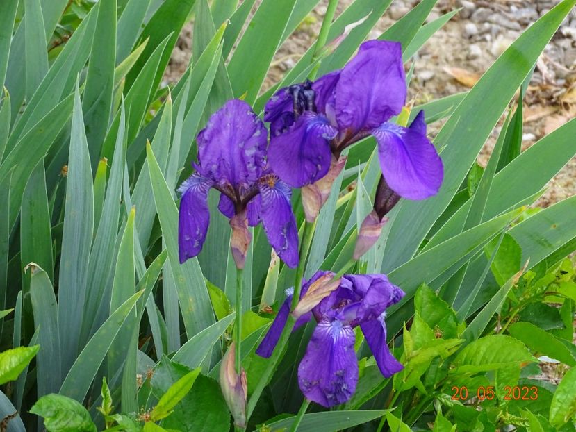 iris germanica - Irisi si bujori 2023