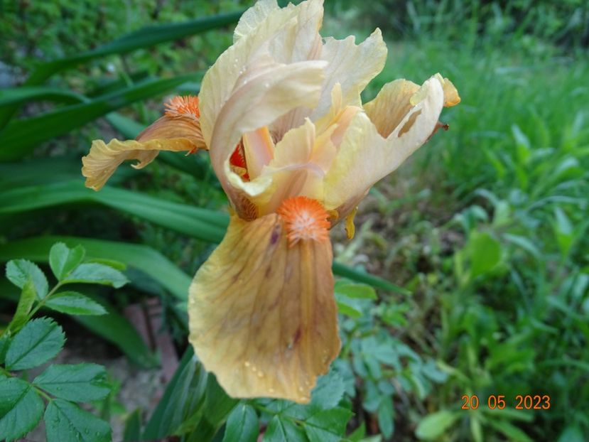 Orange Petals - Irisi si bujori 2023