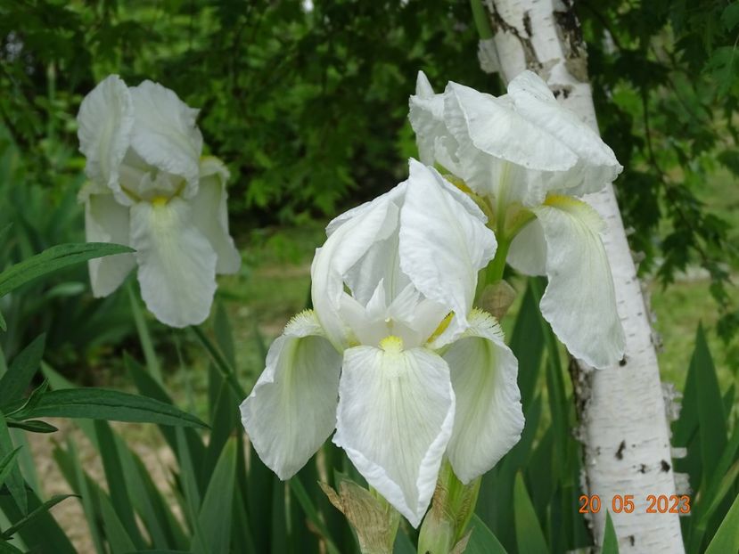 iris florentina - Irisi si bujori 2023