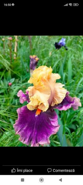 Screenshot_2023-05-19-16-50-50-582_com.facebook.katana - Mai 2023 vol 1