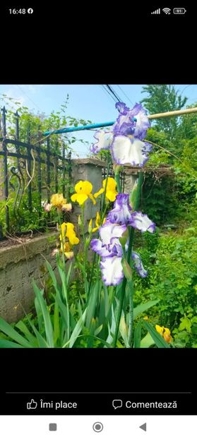 Screenshot_2023-05-19-16-48-58-341_com.facebook.katana - Mai 2023 vol 1