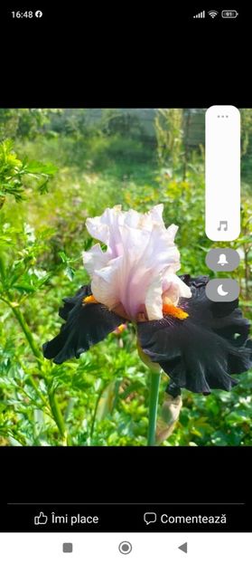 Screenshot_2023-05-19-16-48-11-170_com.facebook.katana - Mai 2023 vol 1