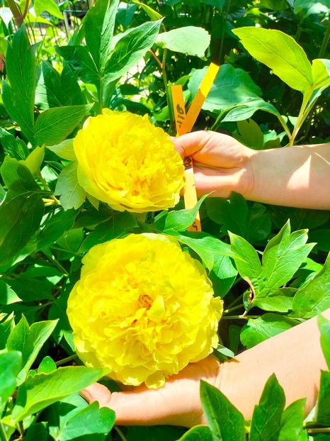 IMG20230521120232 - Mai 2023 vol 1