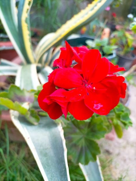 IMG20230521074516 - Mai 2023 vol 1