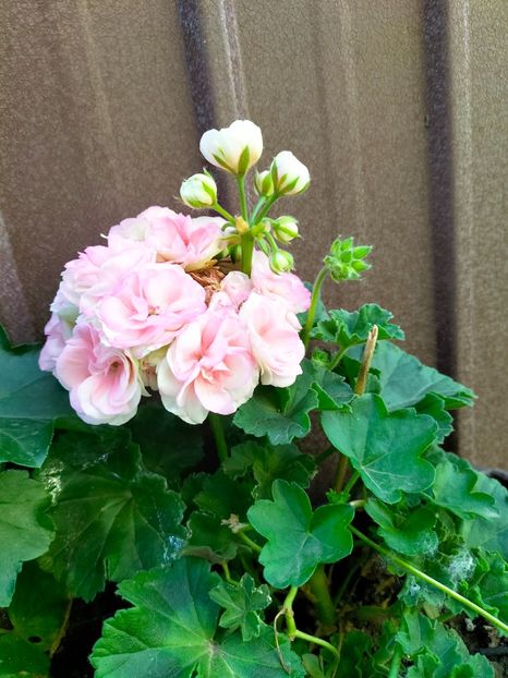 IMG20230521074357 - Mai 2023 vol 1