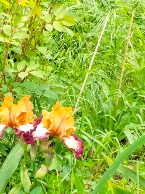 IMG20230520153622 - Mai 2023 vol 1