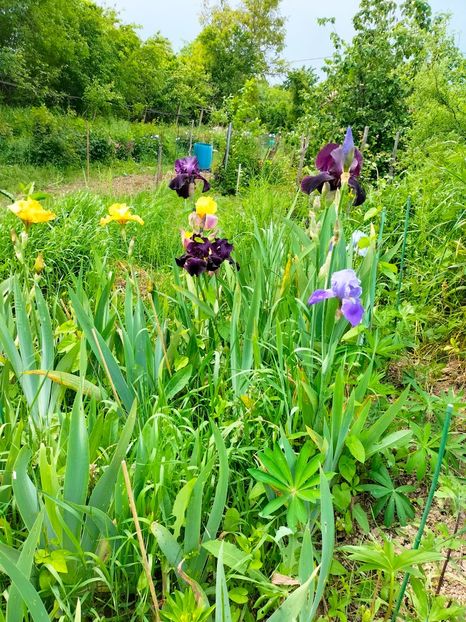 IMG20230520153409 - Mai 2023 vol 1