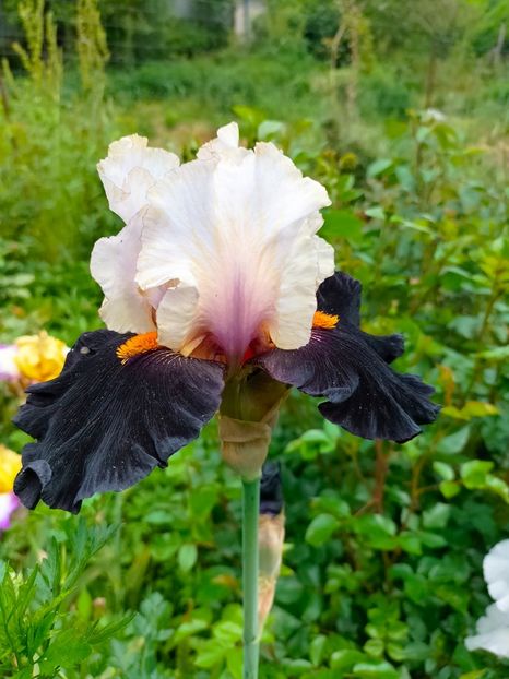 IMG20230520152927 - Mai 2023 vol 1