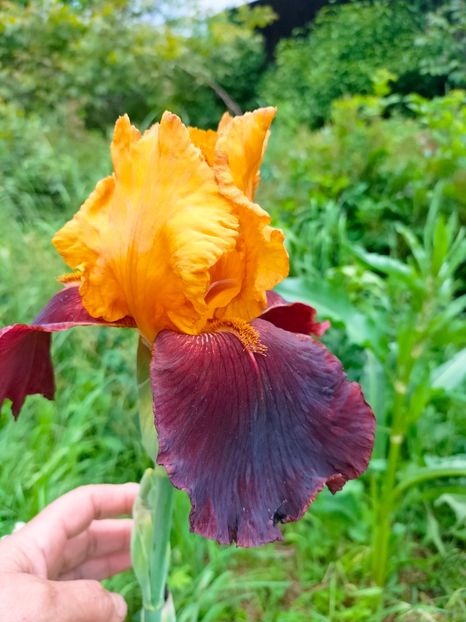 IMG20230520152831 - Mai 2023 vol 1