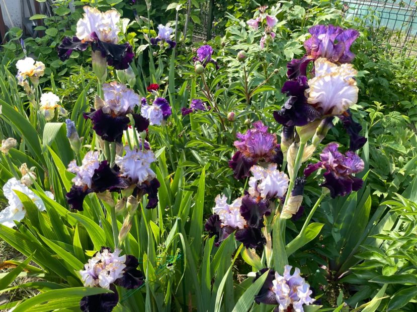 886C8E0C-F50C-4E0F-B8B5-F27158738951 - 01 Iriși 2023