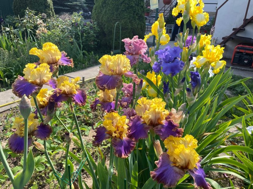 AF4633F1-88F2-4E5C-A748-02EF97413BE1 - 01 Iriși 2023