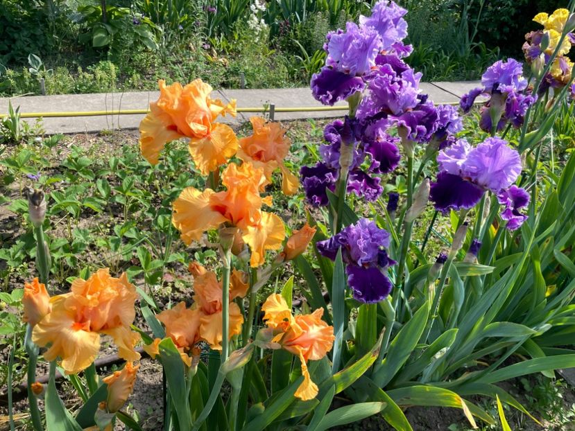 037BDF36-36B7-4ECF-A565-A4F3FE8A9CF1 - 01 Iriși 2023