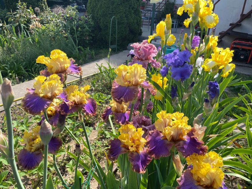 FE4F5C91-3C20-4BA2-A1B6-D4C803AD0570 - 01 Iriși 2023