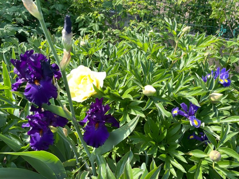 4356B6A4-A92B-4EE9-94C8-57B69DBADB24 - 01 Iriși 2023