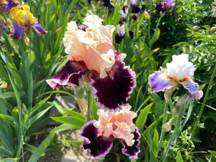 87D0C1A7-2798-46EA-BF51-64C14F20E92E - 01 Iriși 2023