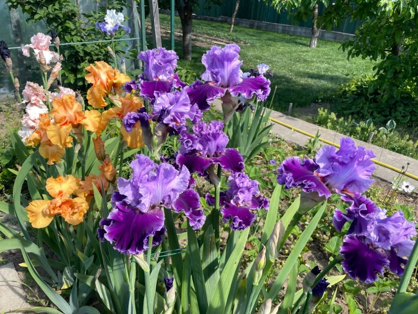 1D5F07BF-FF0F-40E1-AD20-DEC8705DD927 - 01 Iriși 2023