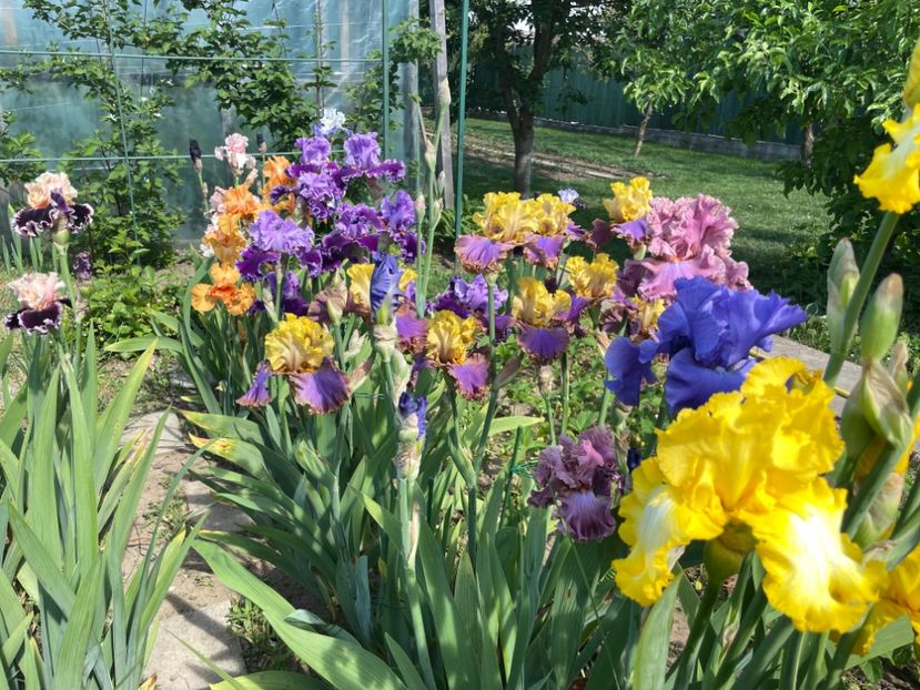 5D57159D-56BE-45FB-AB4F-E793370E6E4B - 01 Iriși 2023