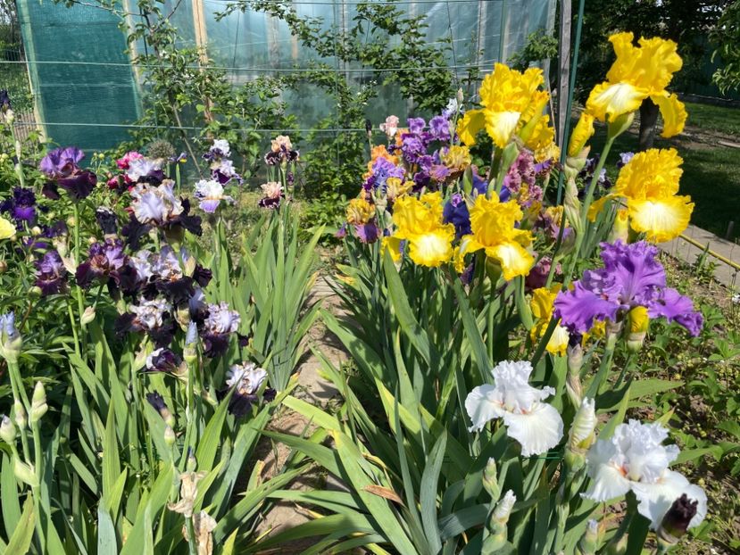 3AD374FE-1288-4FE9-B5C2-6702CF07F849 - 01 Iriși 2023