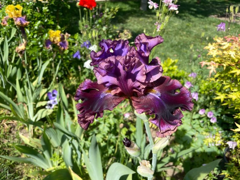 B60FD806-82EB-41FB-B769-C19C594A6A05 - 01 Iriși 2023