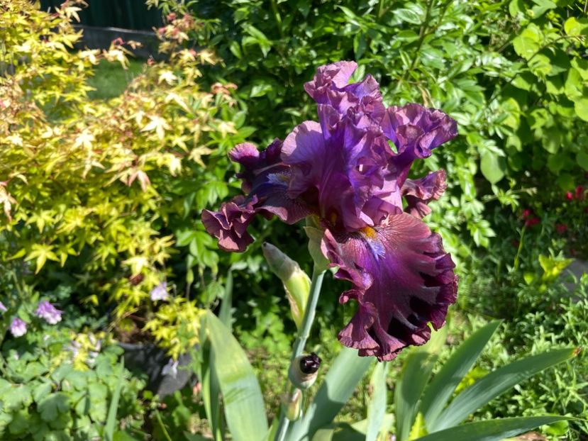 9D12D55F-7F9A-4B7A-9C9A-5EFA00C92D3D - 01 Iriși 2023