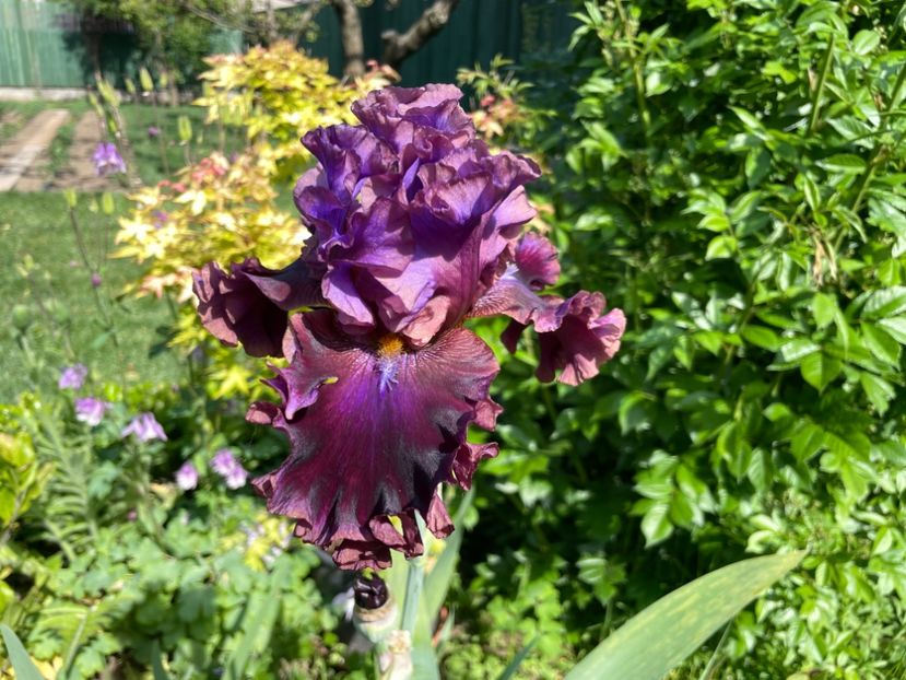 0259B4E5-EDFA-4F7C-929F-69B532A1C8E0 - 01 Iriși 2023