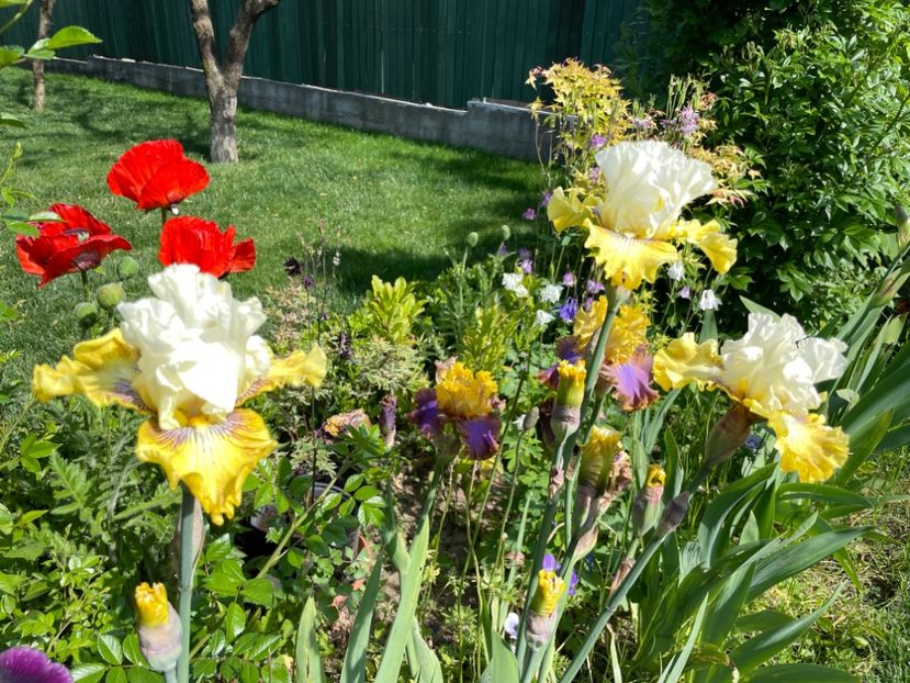 759809B3-DD23-4820-9302-0BD6A9F940B4 - 01 Iriși 2023