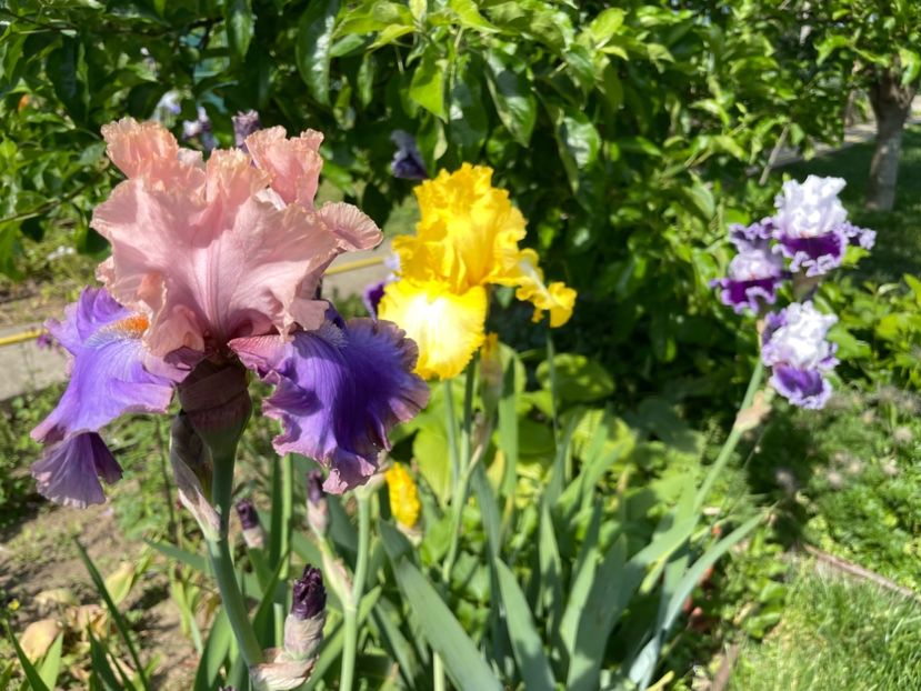 4F2114F8-521F-422F-99DB-2044A77D5156 - 01 Iriși 2023