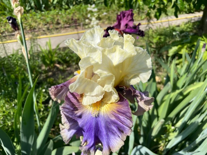 B7F157DF-F722-4DB0-8201-F68DA016B57A - 01 Iriși 2023