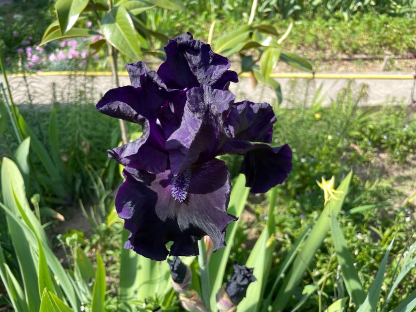 BDA5960E-4338-4040-A87F-9CC8E999E9CC - 01 Iriși 2023