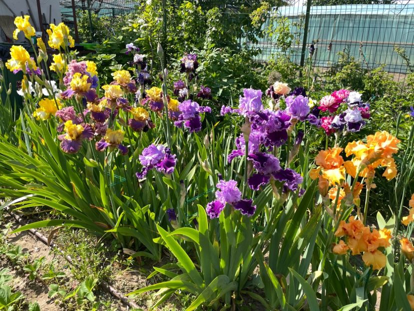 95B0411D-4C6B-4AC3-8AA6-6660C8E5EF60 - 01 Iriși 2023