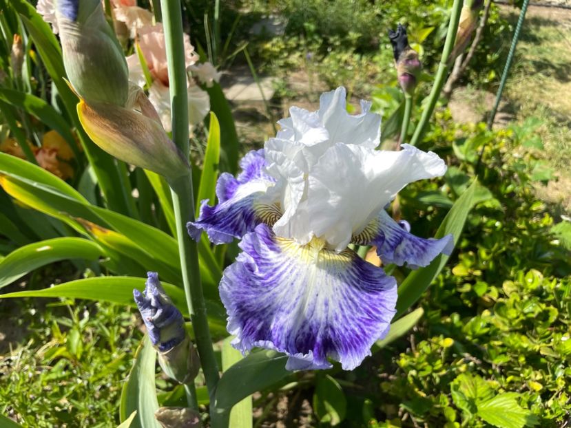 B4D43A5D-ED7C-4509-8B2E-AC5A6D88A70B - 01 Iriși 2023