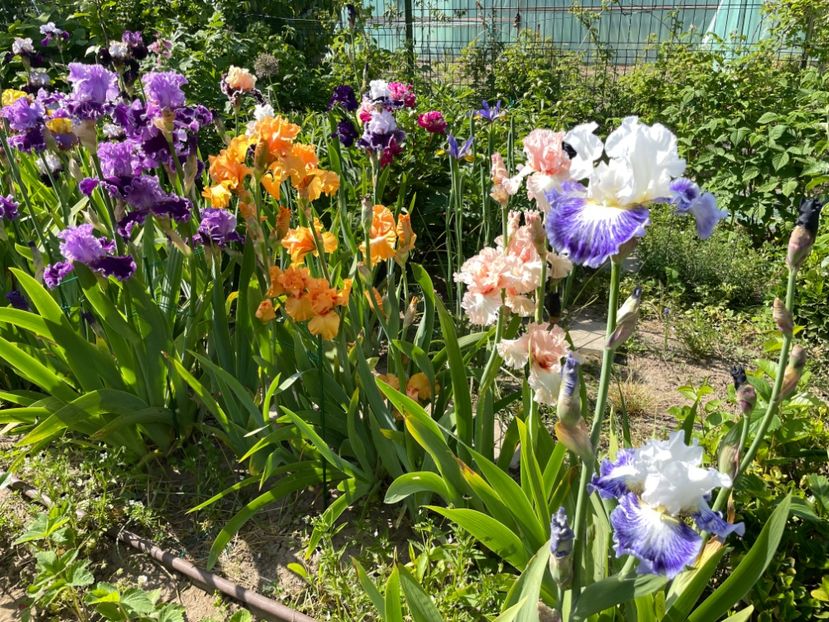 E3D4F993-23BD-49A8-B186-968B664FD58A - 01 Iriși 2023