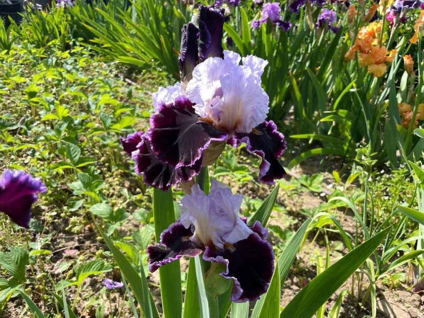 6CE8E79F-CD0B-44AE-81F5-F946BA612EBD - 01 Iriși 2023