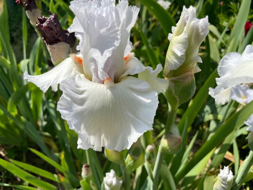 D6EEFE75-C6D1-4531-A8A5-6F8894D04336 - 01 Iriși 2023