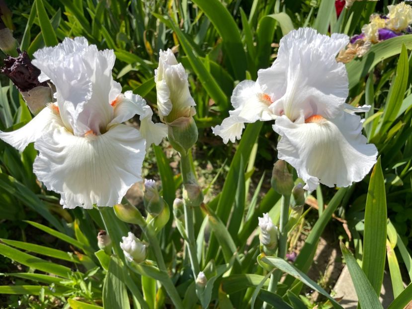 0A2D29AC-84D8-4F17-857F-8CA14A9F6FCB - 01 Iriși 2023