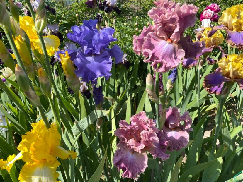 83D70A7E-439F-45A9-86AA-D20E619CE2A9 - 01 Iriși 2023